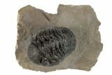 Morocops Trilobite - Foum Zguid, Morocco #189758-1